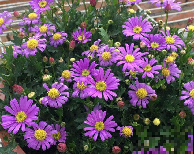 荷兰菊要想养爆盆，这5点要知道，轻松爆盆