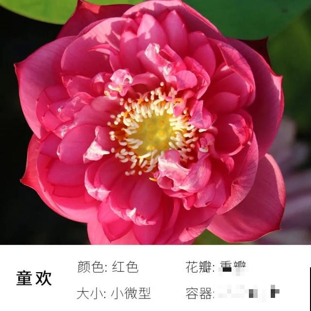 碗里就能种的荷花，1节藕种土里，初夏就开花
