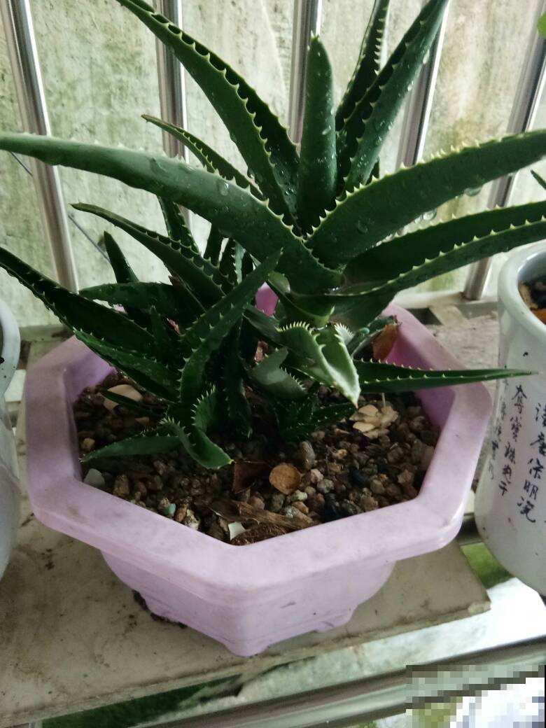 适合养在卧室的4种花，睡眠质量大提升，养人养身心