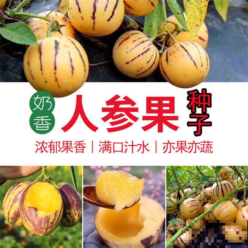 人参果种子养殖，主要这4点，育苗很简单