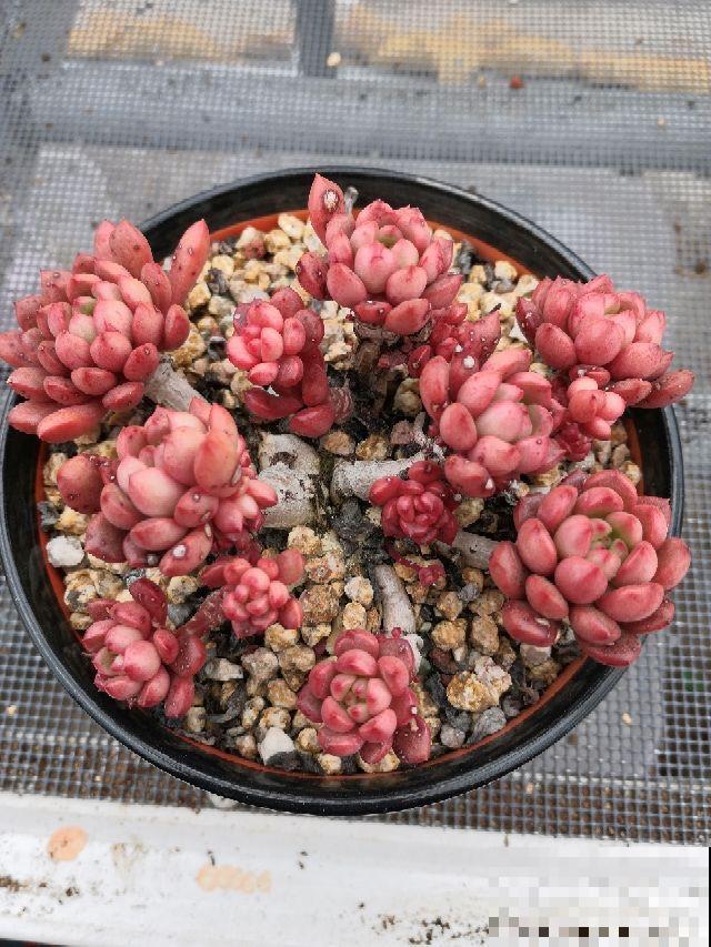 招财多肉现在养,俩月之后爆满盆,招财进宝寓意好 招财多肉现在养,俩月之后爆满盆,招财进宝寓意好