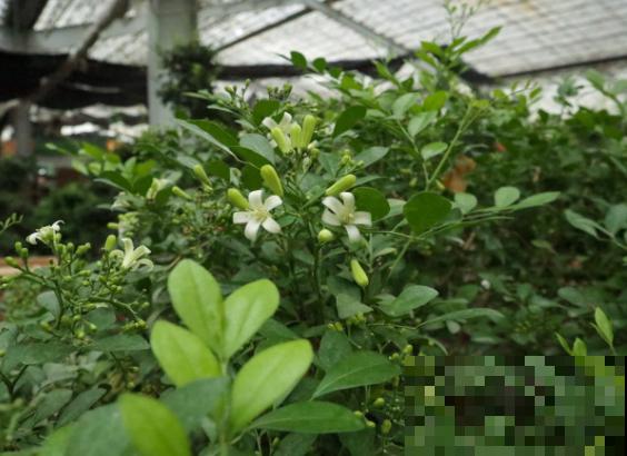 只剩光杆的九里香，不要着急，学会这4点萌发新芽