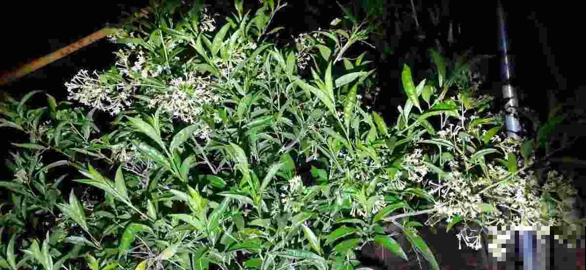 4种有毒花，家有小孩请远离，不然后患无穷