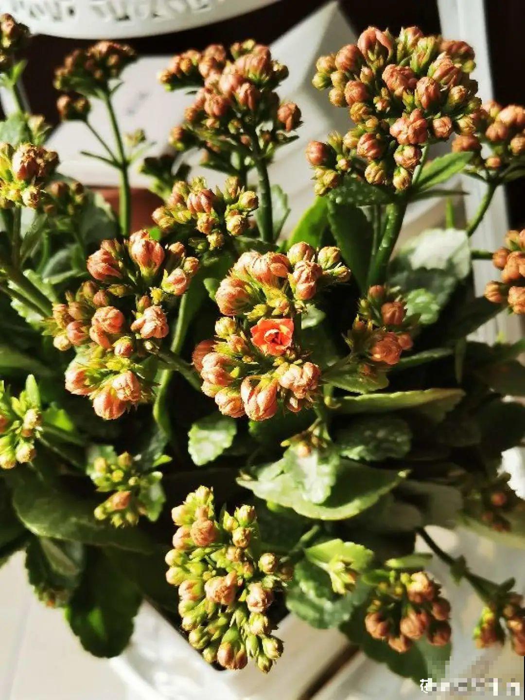 年宵花提前开败,扫兴还“不吉利”,学1招,才能延长花期! 年宵花提前开败,扫兴还“不吉利”,学1招,才能延长花期!