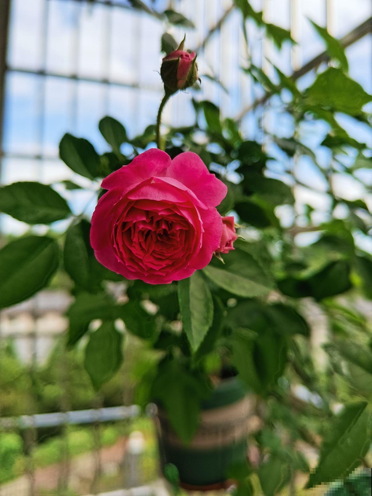 要想春天花开满园,4种花现在就得养起来,不然春天没花看 要想春天花开满园,4种花现在就得养起来,不然春天没花看