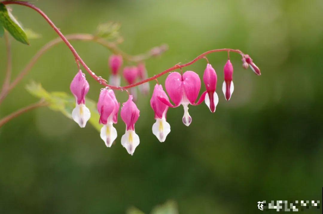 家里养盆荷包牡丹,荷包满满,富贵吉祥寓意好! 家里养盆荷包牡丹,荷包满满,富贵吉祥寓意好!