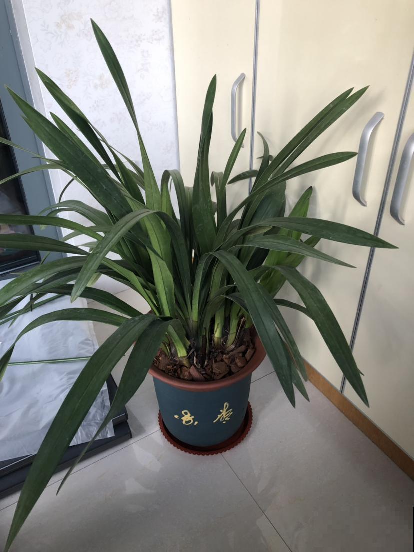 适合虎年养的10种“虎花”，虎运连连不说，还特好养