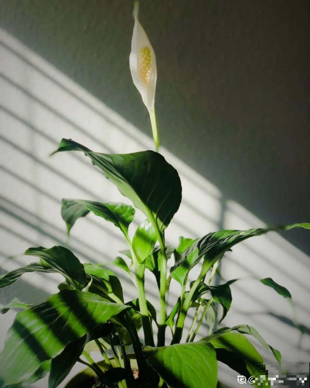 客厅养花别乱摆，选对位置，财运滚滚来！