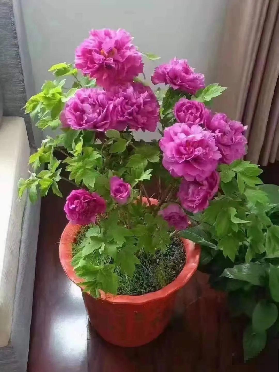 花中之王牡丹,过年家里备一盆,艳压群芳! 花中之王牡丹,过年家里备一盆,艳压群芳!