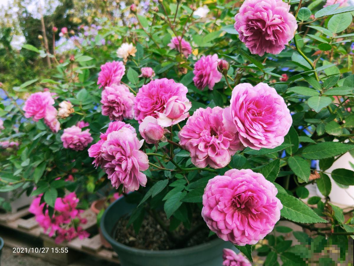 立春后整理花园，记住4个整园技巧，花不生病虫，呼呼爆花