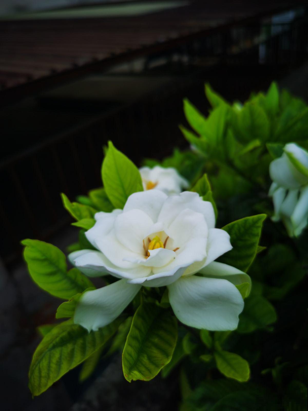 4种花堪称“浇不死”,一天一瓢水,盆盆开爆花 4种花堪称“浇不死”,一天一瓢水,盆盆开爆花