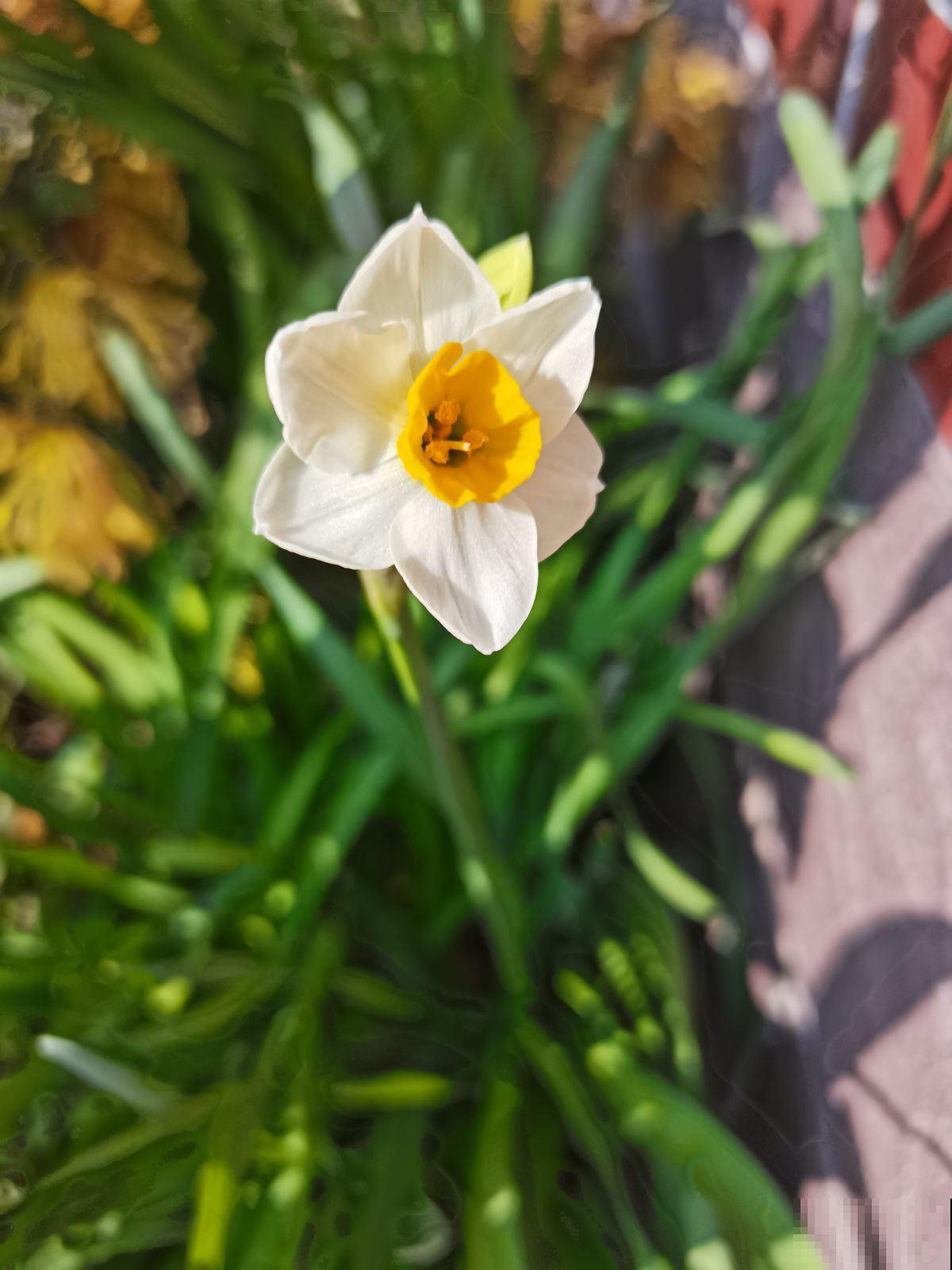 养花注意“2养2不养”，养对了身心健康，养错了有坏影响