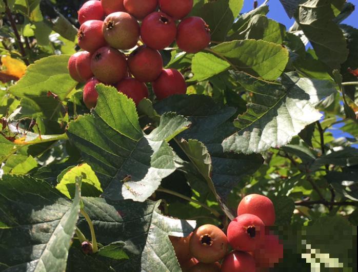 1种“守家树”，枝头结满果子，红红火火有好兆头