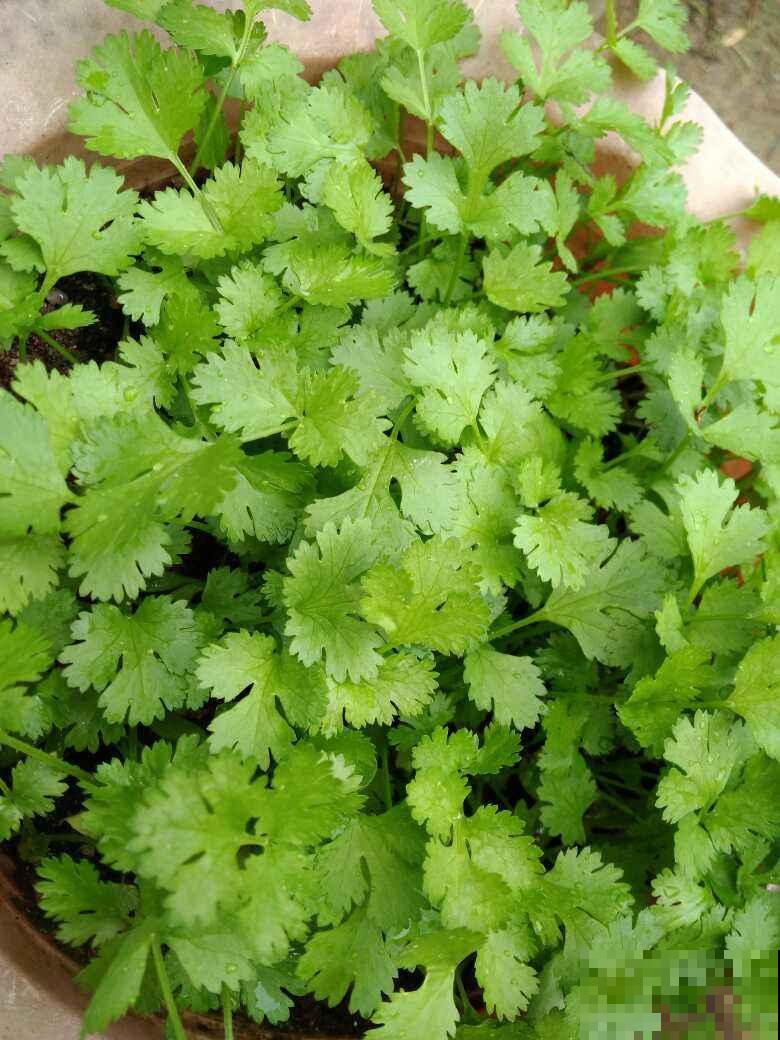 一把香菜头种土里,呼呼长出香菜苗,今年不愁吃 一把香菜头种土里,呼呼长出香菜苗,今年不愁吃