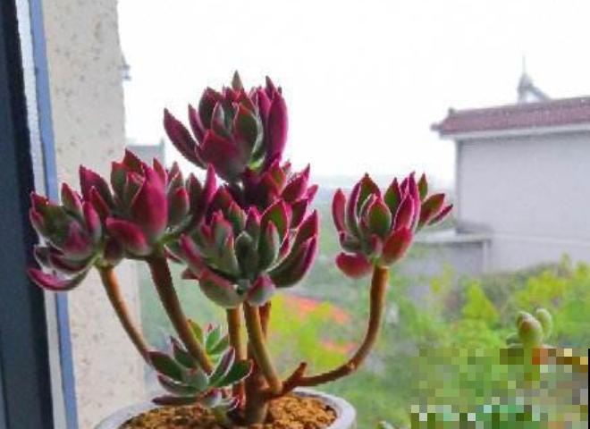 锦晃星剪个头，爆出密密麻麻小侧芽，爆盆很容易