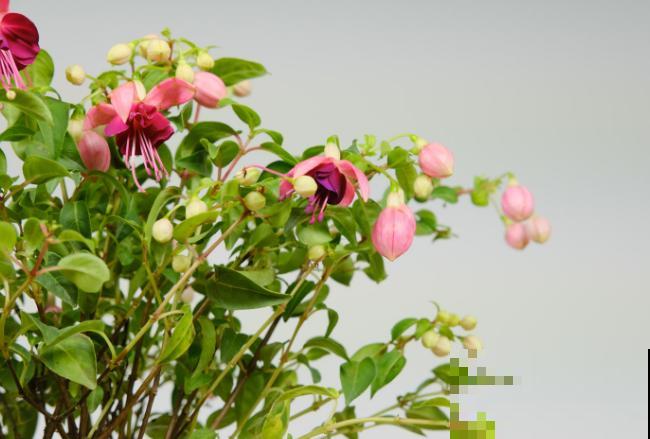 四季常开的花，常见的有这5种，养殖简单容易爆盆