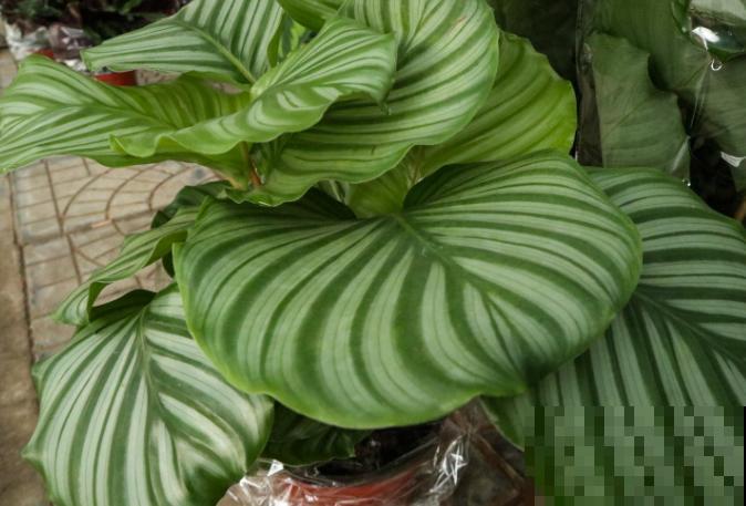 耐阴花就选竹芋，北阳台也能养，叶子美得像油画