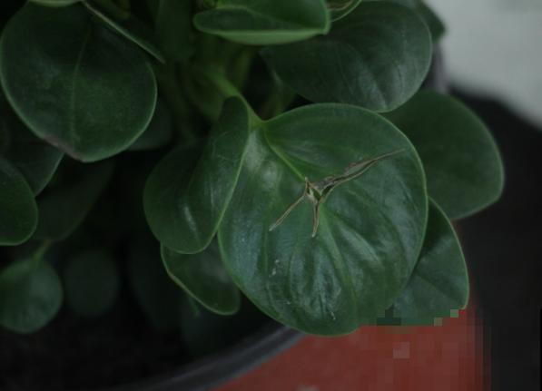 豆瓣绿在家扦插，这4点学会，发芽率高