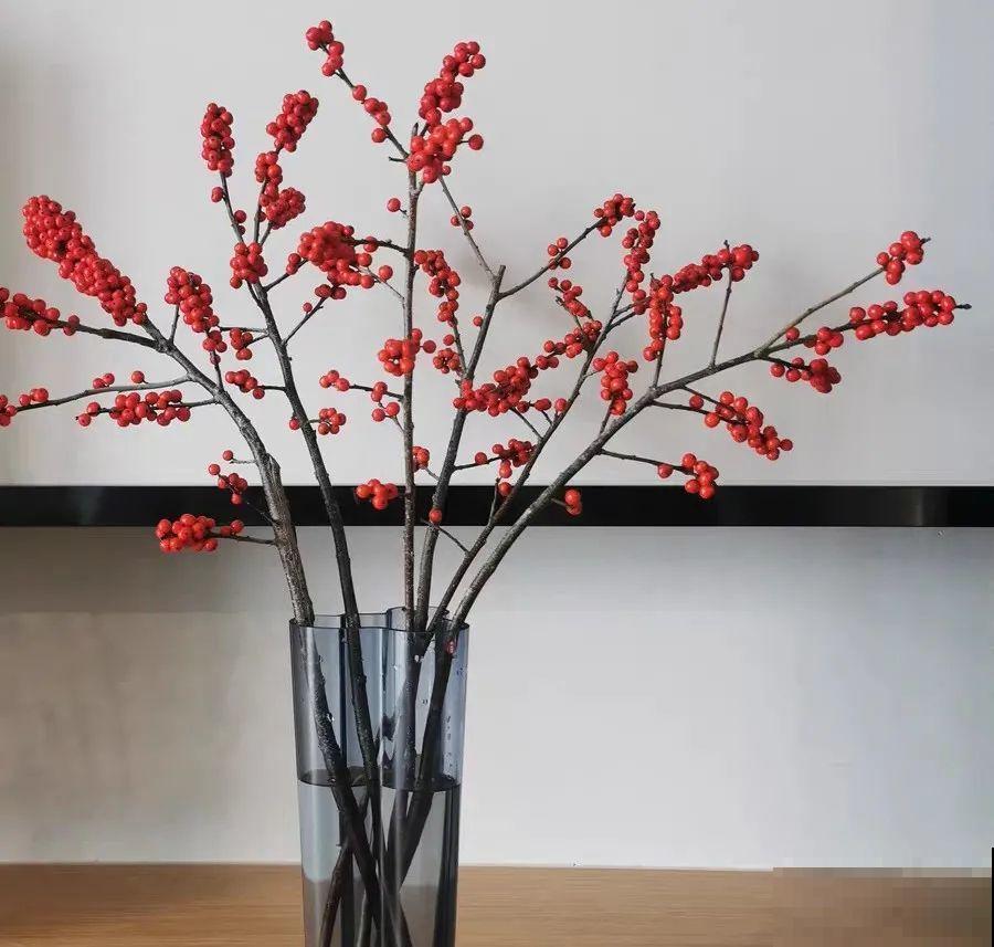 家里养盆北美冬青,红红火火,财源广进 家里养盆北美冬青,红红火火,财源广进