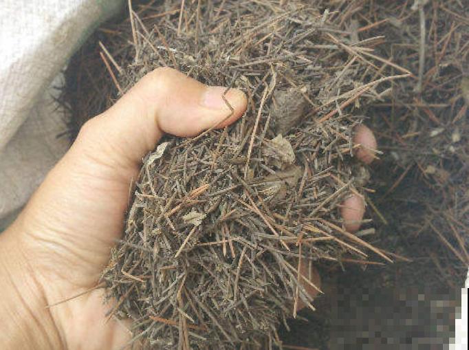 松树松针变黄,主要和这4点相关,赶紧养护起来 松树松针变黄,主要和这4点相关,赶紧养护起来