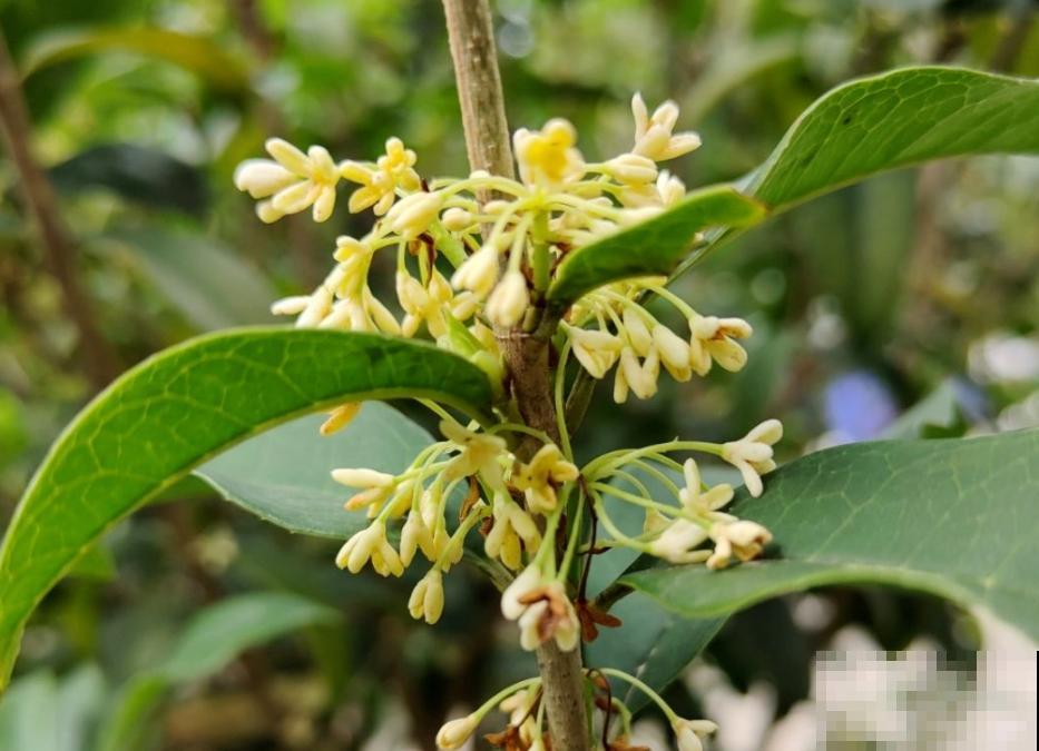 5种镇宅花，挑1种养家里，福气收不停