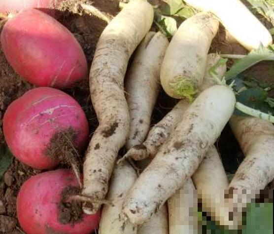 家里种植蔬菜，不要再花钱买种子了，这5种可以留种