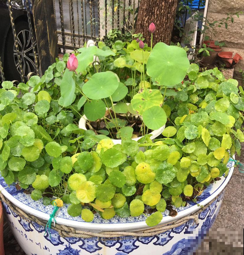 很难养死的5种花,想养死也不简单,你养死过几种? 很难养死的5种花,想养死也不简单,你养死过几种?