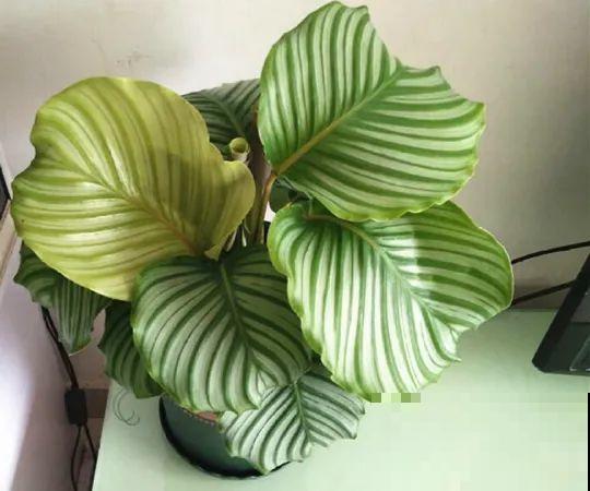 客厅养花别乱摆，选对位置，财运滚滚来！