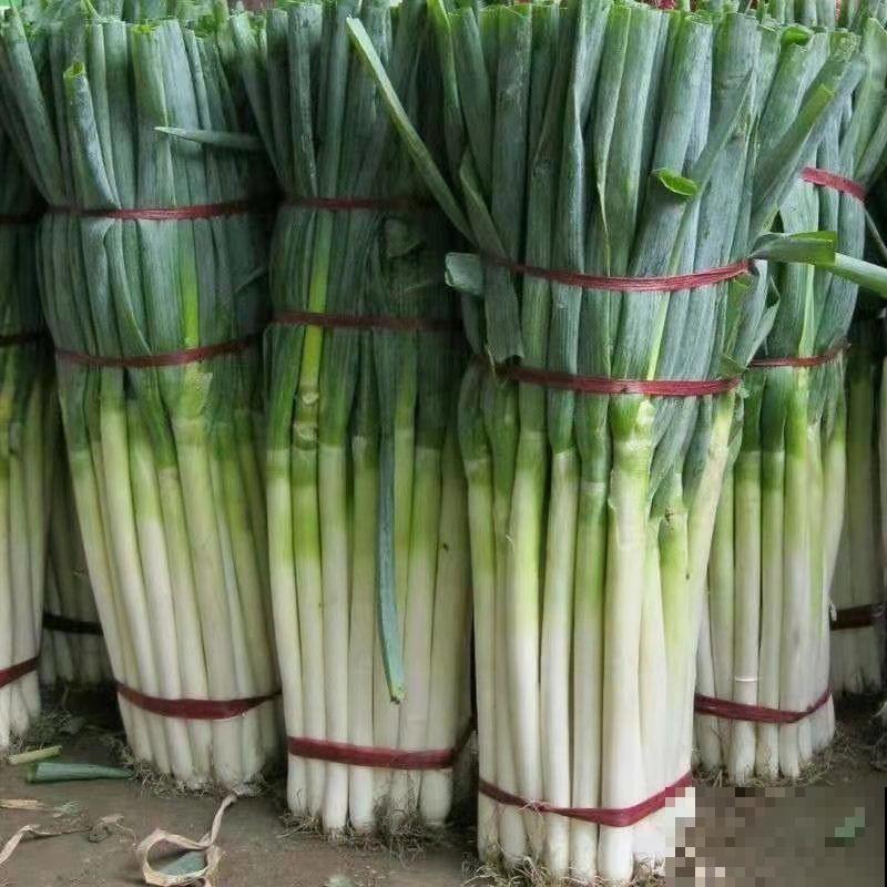 家里种了一排葱，细得像豆芽苗，赶紧晒！