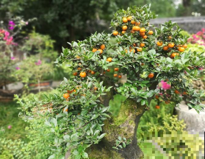 1种花有招财进宝好寓意,果子咕嘟咕嘟冒,硕果累累有好兆头 1种花有招财进宝好寓意,果子咕嘟咕嘟冒,硕果累累有好兆头