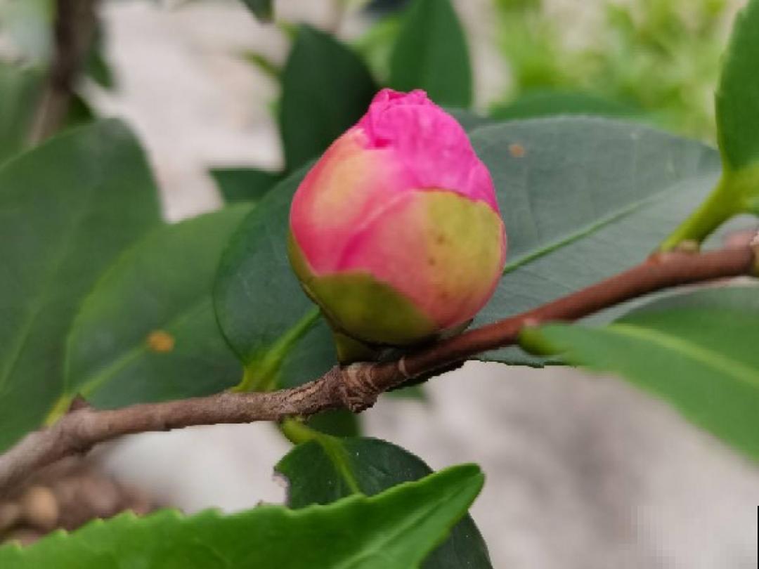 大花蕙兰太贵,掉个花苞都心疼,快来注意这3点! 大花蕙兰太贵,掉个花苞都心疼,快来注意这3点!