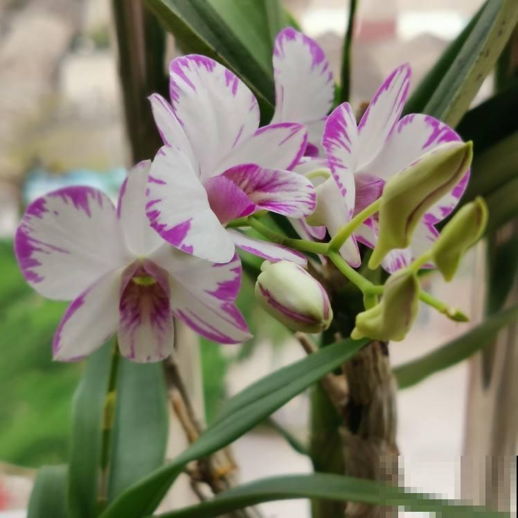 3种花新手还是放弃吧，买了就等于浪费钱，很难养活