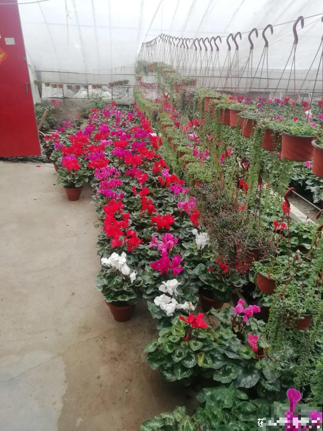 年前不敢买的“贵货花”，现在捡漏，价格低到“不可思议”