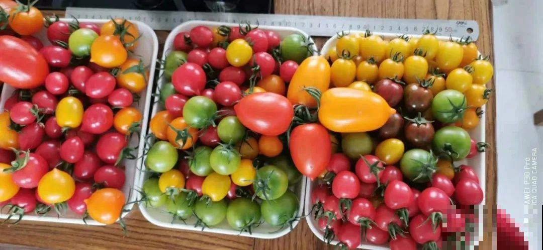 家里养盆圣女果,酸甜可口随意吃,新手也能养爆盆! 家里养盆圣女果,酸甜可口随意吃,新手也能养爆盆!