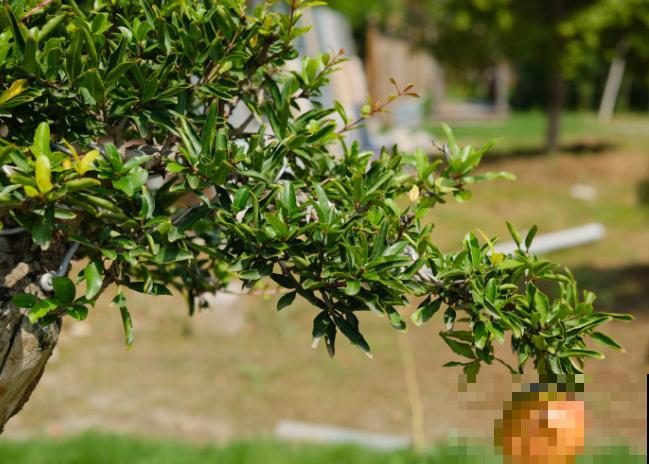 石榴树养成“小矮子”,价格翻一番,邻居出5万也不卖 石榴树养成“小矮子”,价格翻一番,邻居出5万也不卖