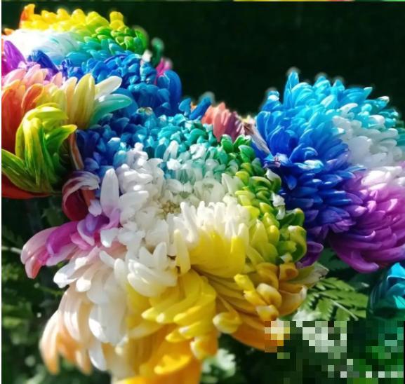 过年烟花没看够，快养这9种花，开花更美