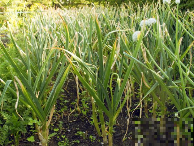 懒得买菜，快在家里盆栽蒜苗，轻松就能种植