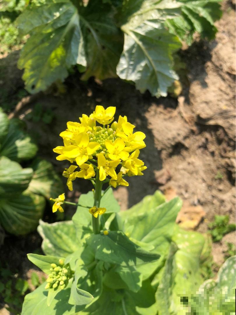 平平无奇的油菜花满身是宝，既能观赏又能食用，家里养一盆正合适