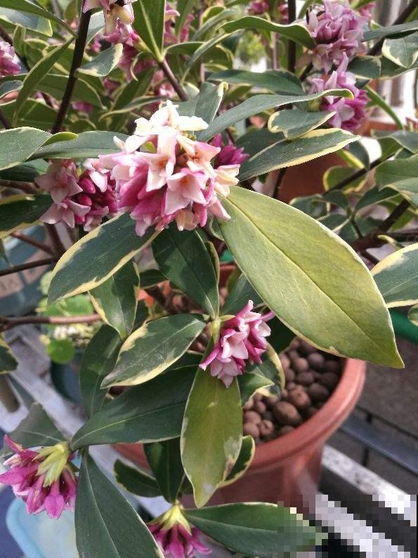 过年家里养盆“香水花”，根本不用喷香水，还能杀菌净化空气