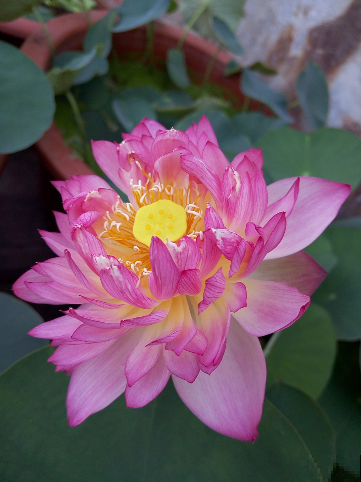 现在养2种“花仙子”，初夏就能开花，朵朵荷花使人眼