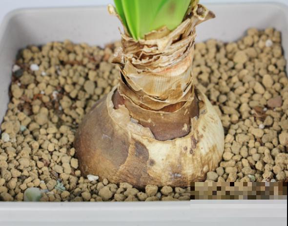 朱顶红种球种植，注意这5步，养出大花球很简单