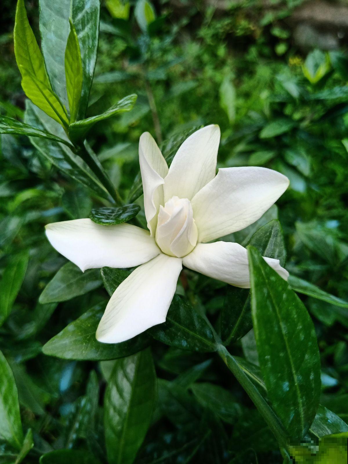 万花齐开的春天，路边就有好多花，不信你都认识