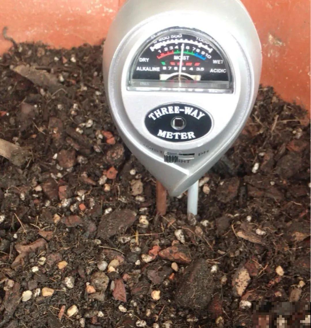 花园三剑客也要换盆,越冷长得越旺,明年呼呼开花 花园三剑客也要换盆,越冷长得越旺,明年呼呼开花