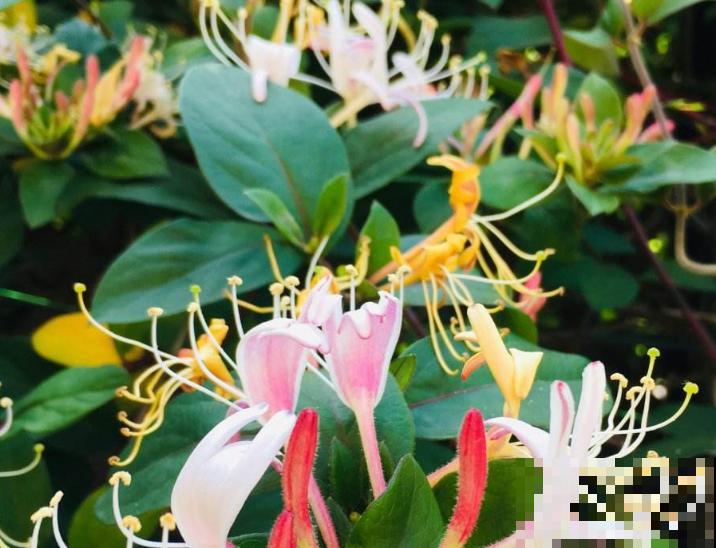 金银花想养到爆花，剪一刀，促进爆崽，越养越爆盆