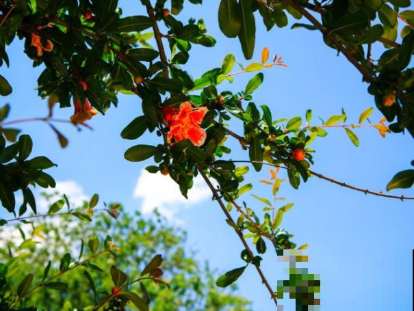 石榴的种植方法，学会这5步，年年结果