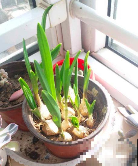 养花生虫不断，3个民间笨方法，杀虫安全又放心