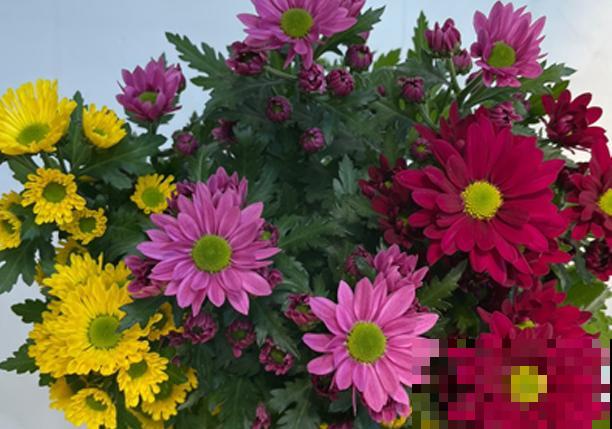 荷兰菊开完了花，这4步抓紧做，后期长势才能好