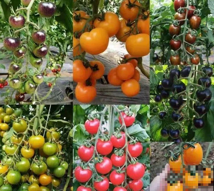 家里养盆圣女果,酸甜可口随意吃,新手也能养爆盆! 家里养盆圣女果,酸甜可口随意吃,新手也能养爆盆!