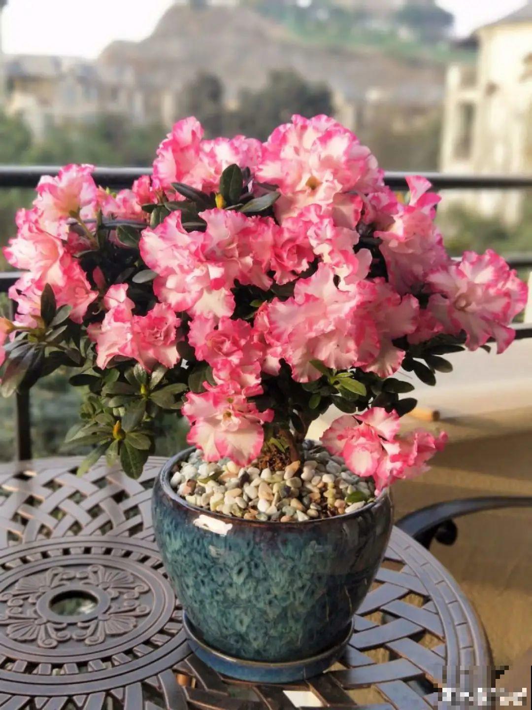 年宵花提前开败,扫兴还“不吉利”,学1招,才能延长花期! 年宵花提前开败,扫兴还“不吉利”,学1招,才能延长花期!