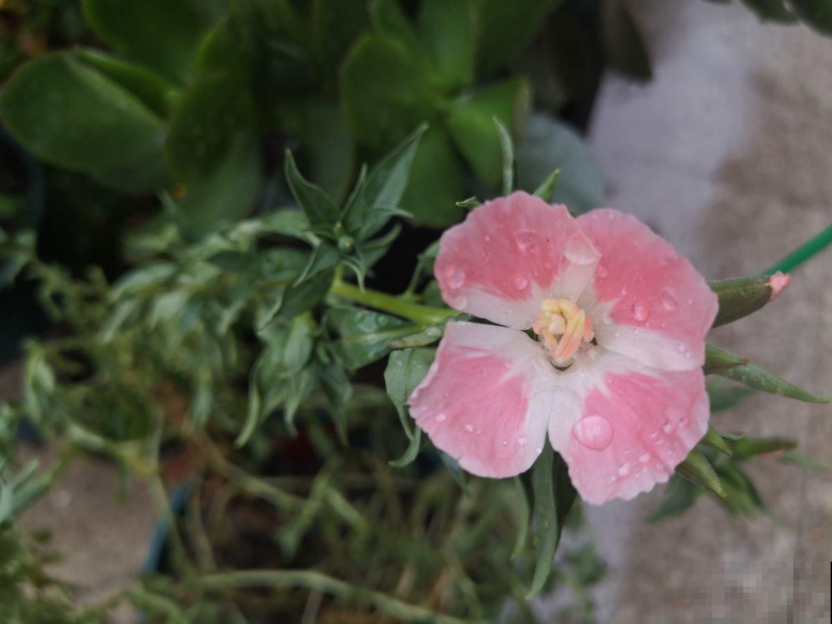 一种花名叫古代稀,被叫做“鲜花中的锦缎”,开花就爆盆 一种花名叫古代稀,被叫做“鲜花中的锦缎”,开花就爆盆